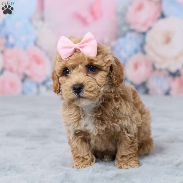 Petunia, Bich-Poo Puppy